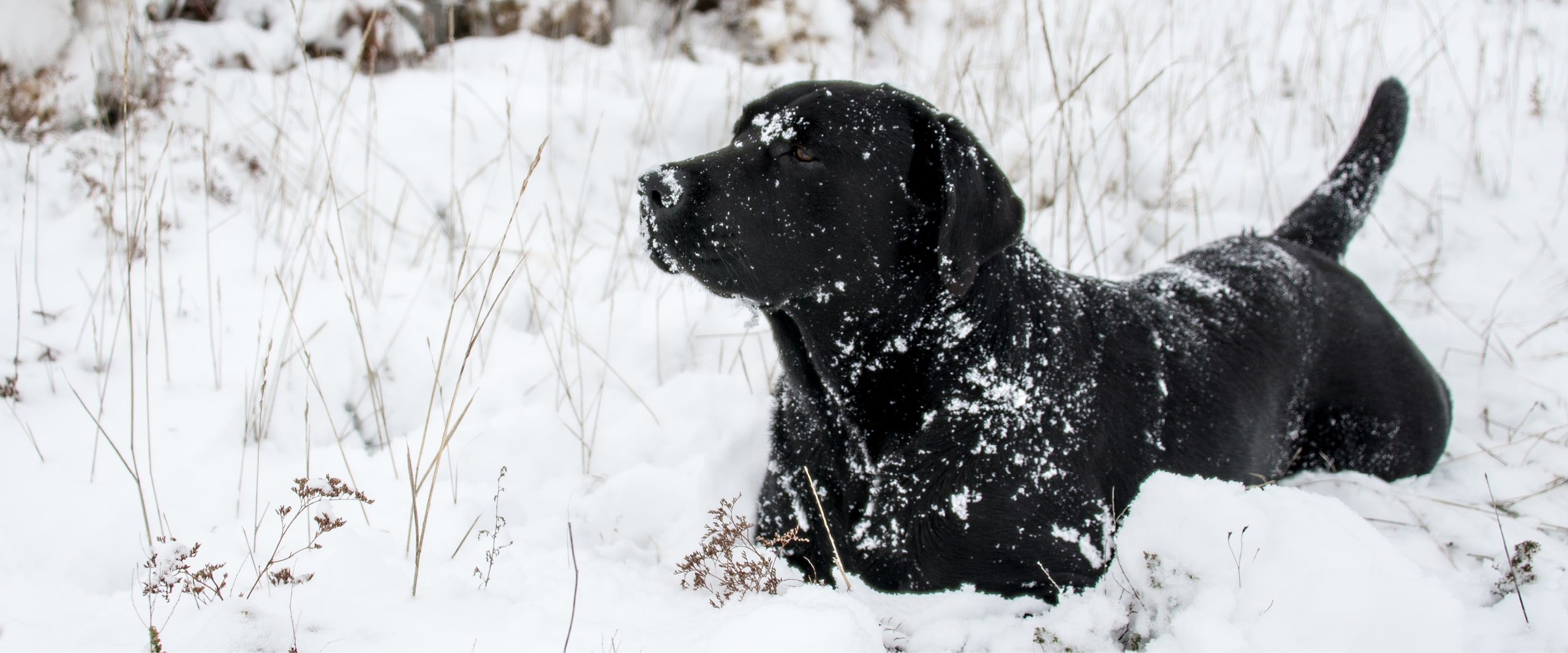 Labrador steht bis zu den Schultern im Schnee