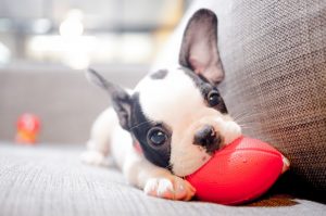 Französische Bulldogen-Welpe der auf einem Sofa liegt und auf einem roten Lederball kaut
