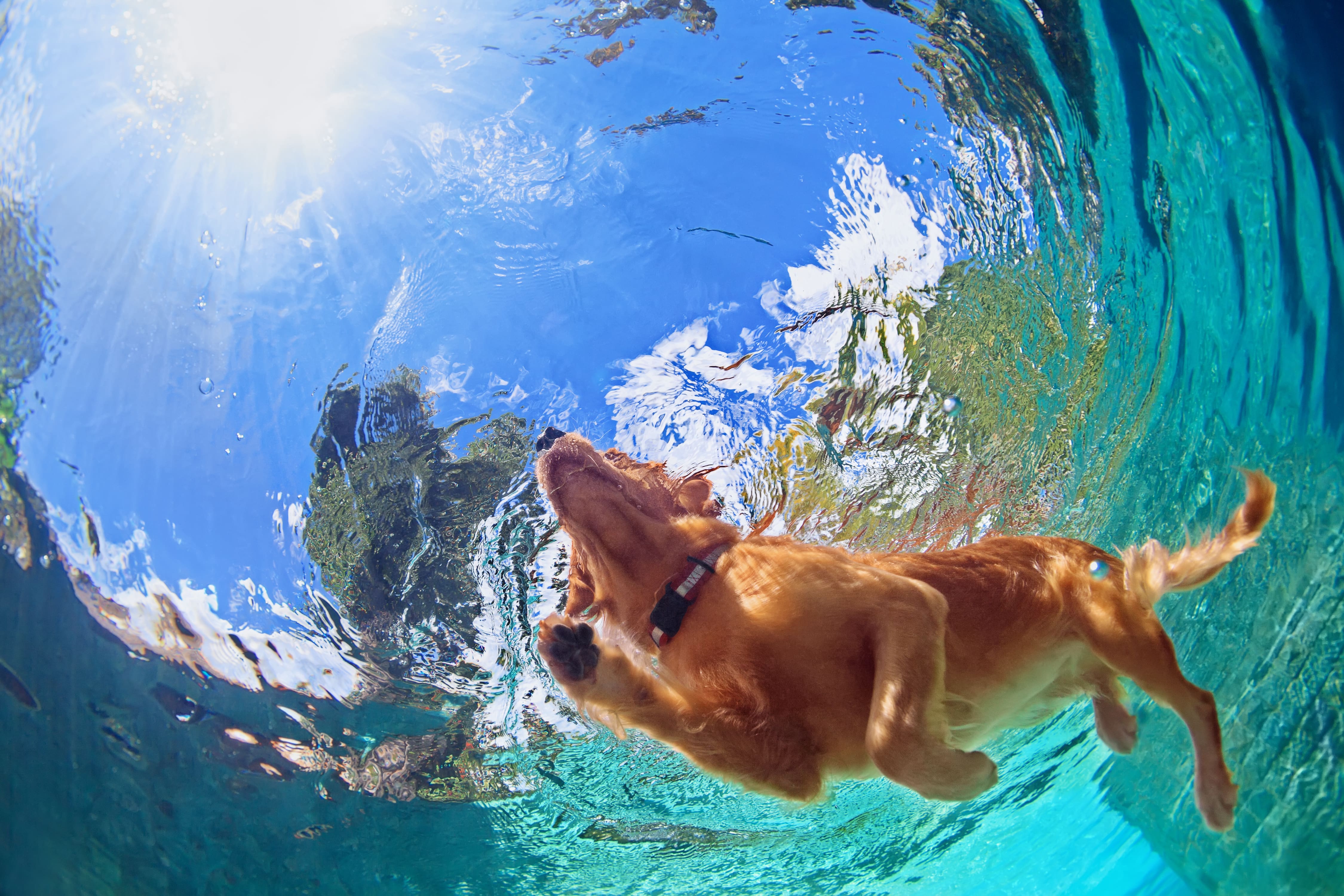 Hund beim Schwimmen von unten fotografiert