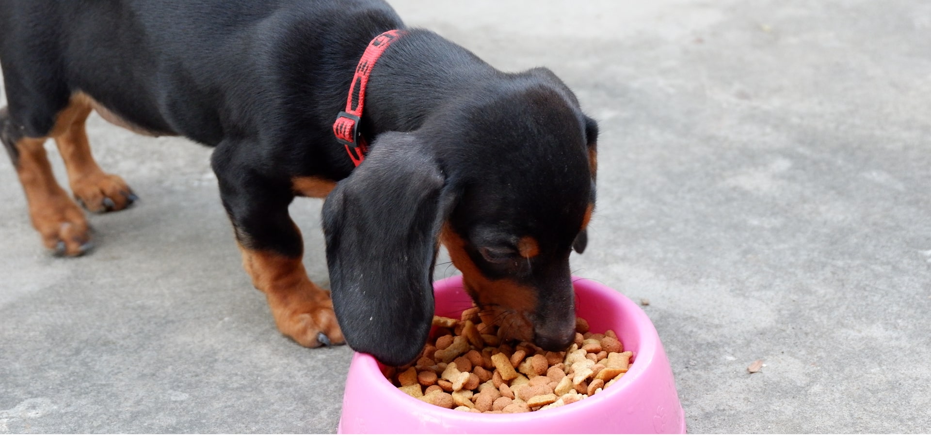 Weibliche Hundenamen so könnte eure Hündin heißen (Teil 2/2) dogtales