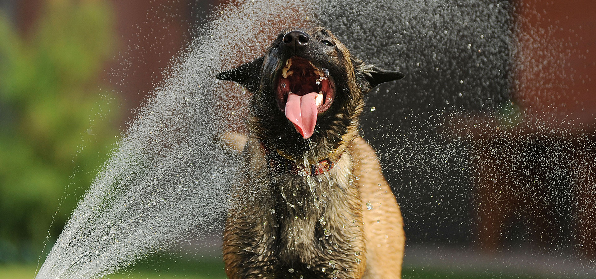 Hund läuft mit heraushängender Zunge durch einen Wasserstrahl