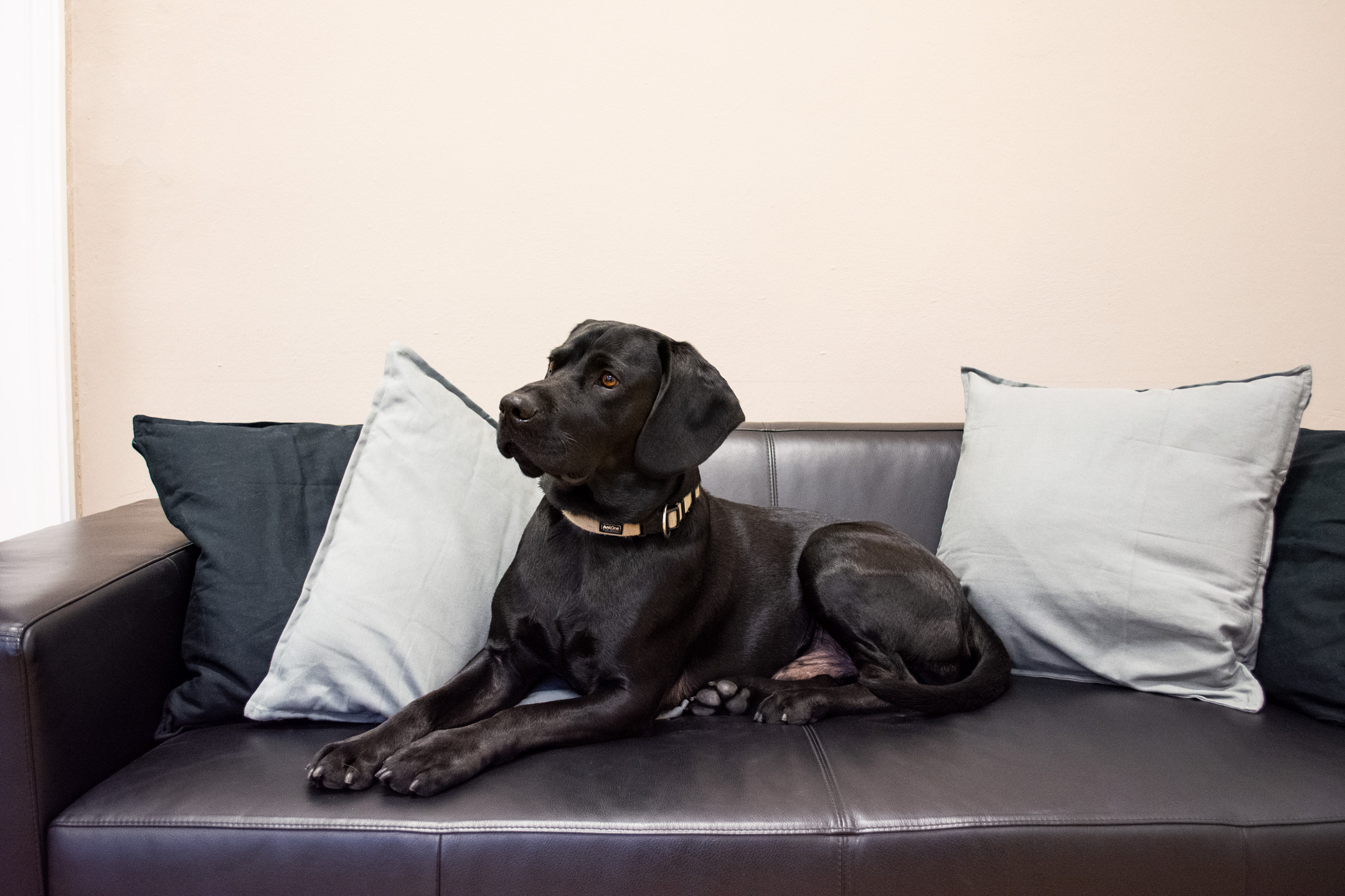 Labrador Merlin chillt auf seiner Couch