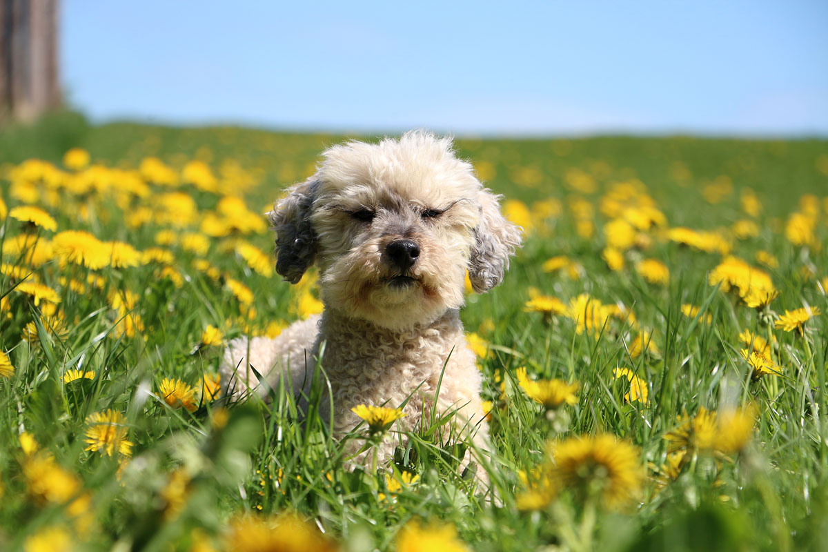 Pollenallergie beim Hund Die besten Tipps und Tricks dogtales