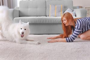 eine rothaarige Frau kniet auf einem weißen Teppich vor einer grauen Couch und schaut ihren weißen Schäferhund an, der ebenfalls kniet