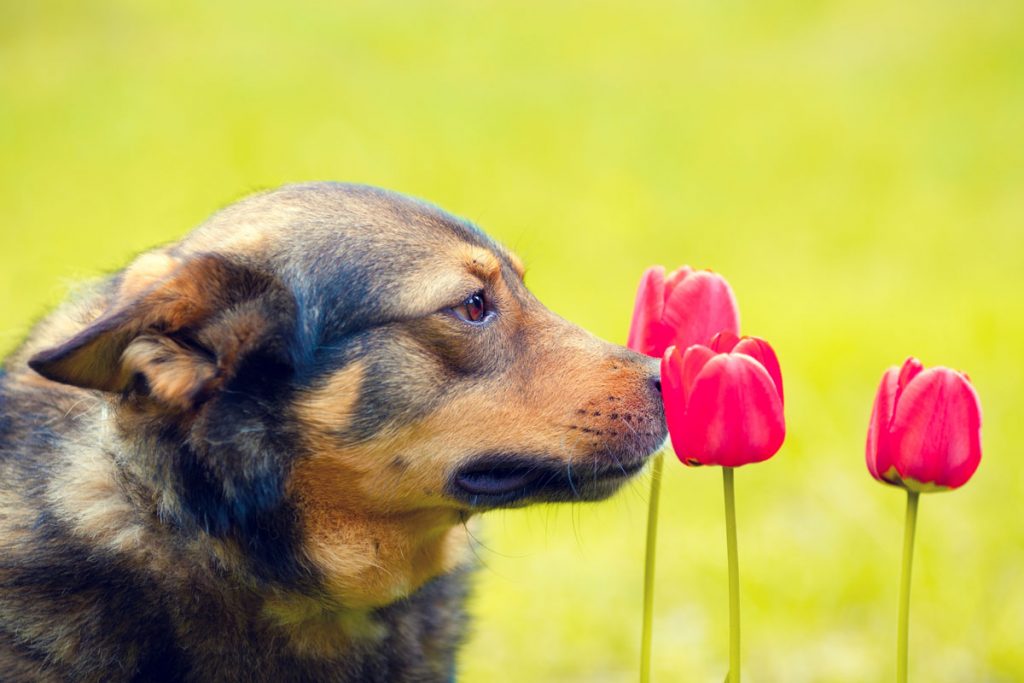 Pollenallergie beim Hund Die besten Tipps und Tricks dogtales