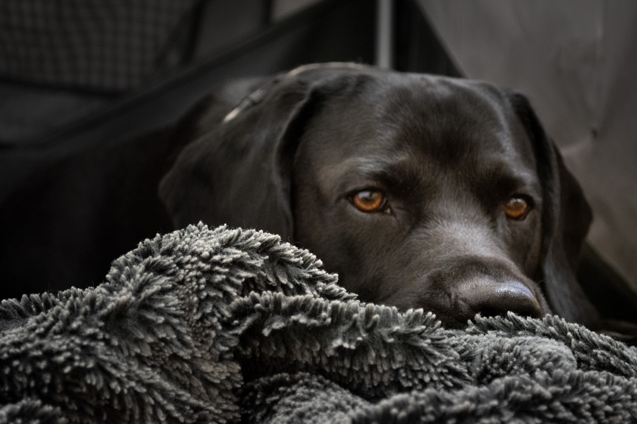 Schwarzer Labrador Merlin liegt auf flauschiger Decke und schaut verträumt