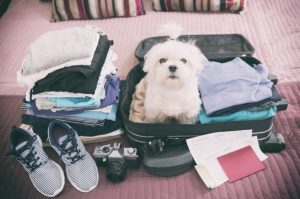 Ein kleiner weißer Malteser Hund sitzt in einem gepackten Koffer zwischen Kleidung und Schuhen. Reisedokumente liegen vor dem Koffer.