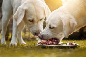 Zwei beige Labradore fressen rohes Fleisch aus einem Napf
